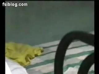 पागल और सेक्सी सेक्सी मूवी हिंदी सेक्सी मूवी लड़की अविश्वसनीय पीओवी blowjob दे रही है